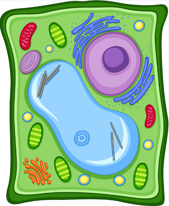 Plant cell