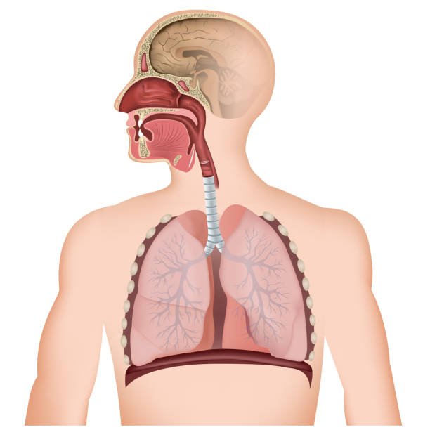 Respiratory System