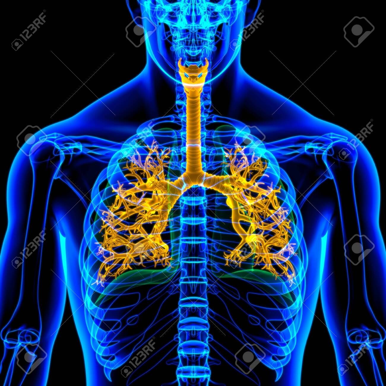 Respiratory System