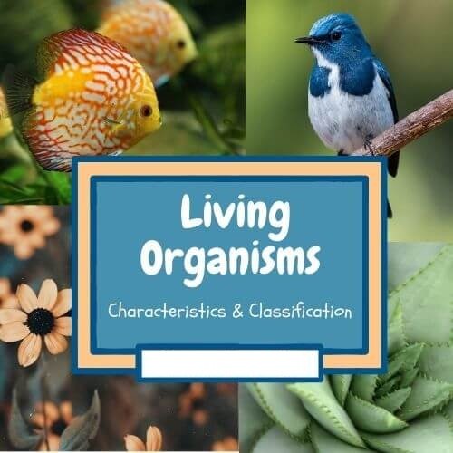 Characteristics of living organisms