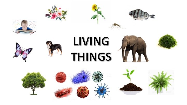 Classification of Living Things