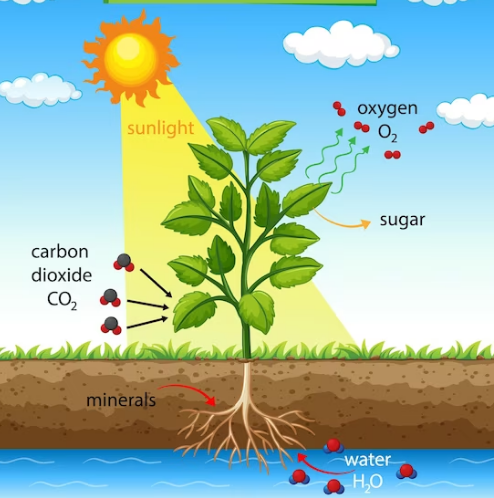 Plant Processes