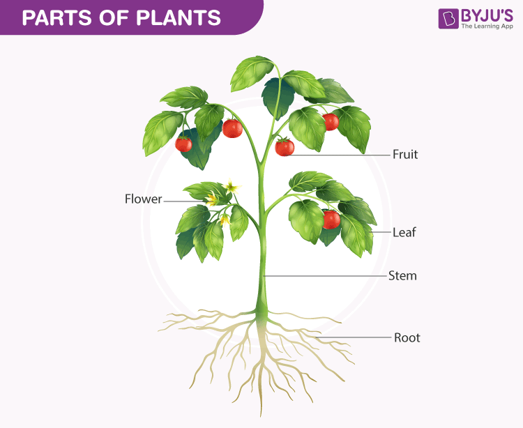 Plants System