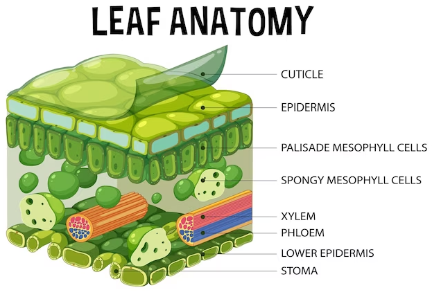 Structure of Leaf