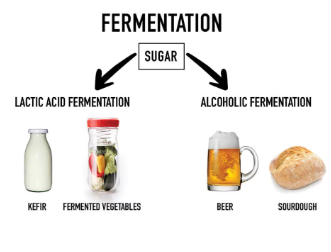 Fermentation