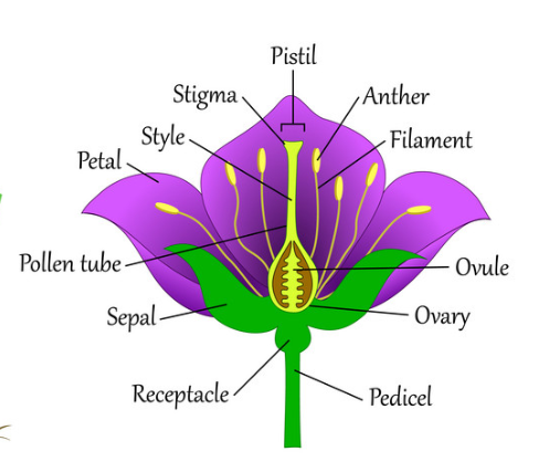 Structure of flower