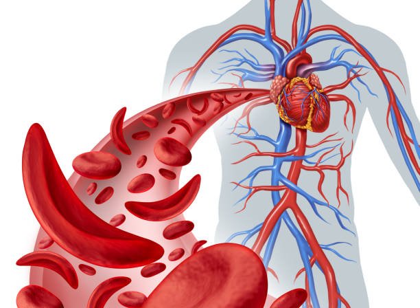 Human Circulatory System