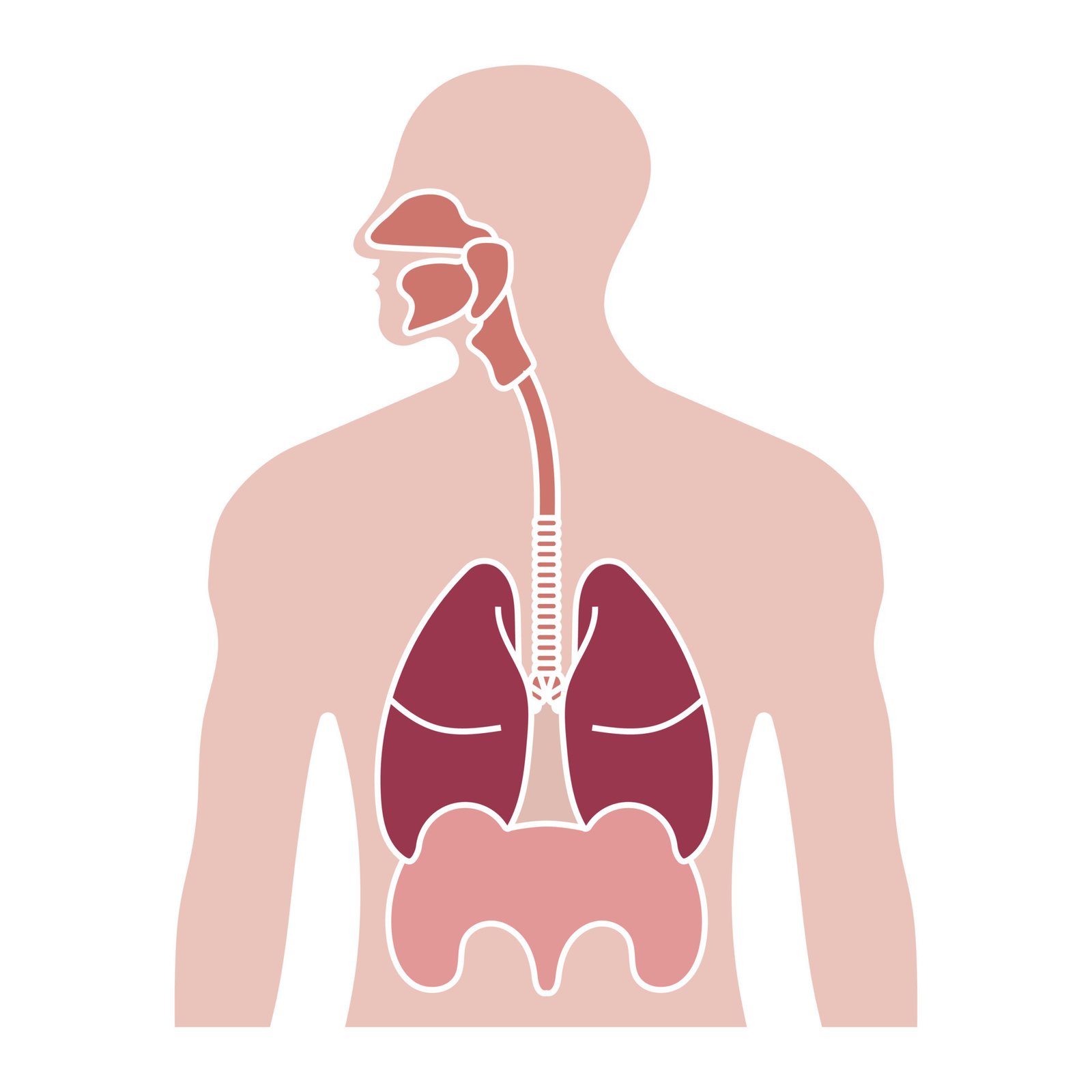 Human respiratory system