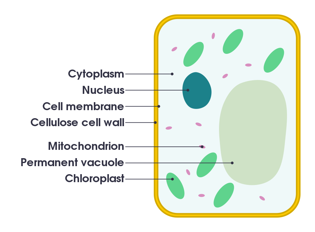 Plant Cell