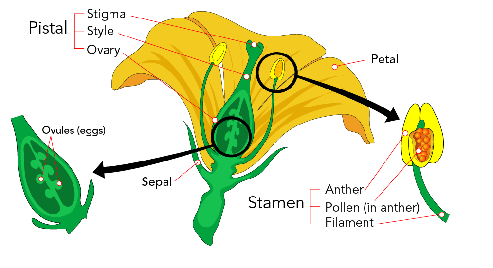 Reproduction in plants