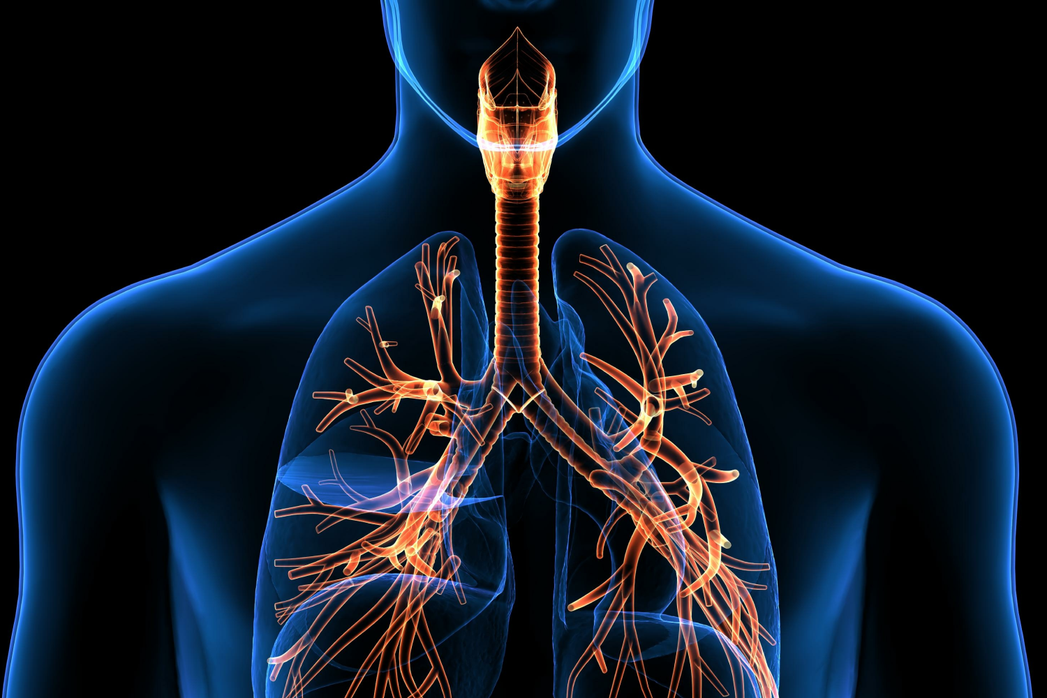 Respiratory System